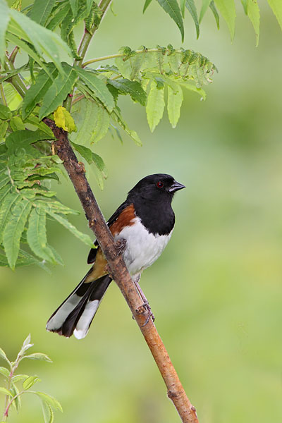 Eastern Towhee © Russ Chantler